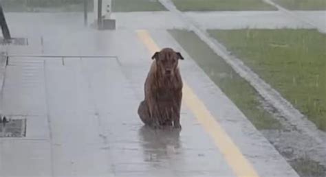 淋雨的狗